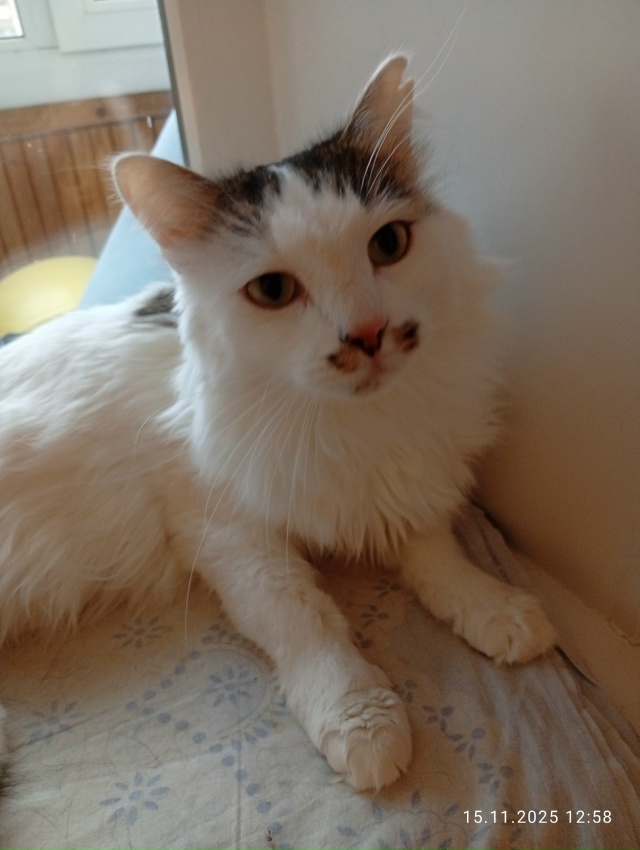 🐯Котик Барсик ищет дом🏘️ и заботливых хозяев.
❗❗❗...