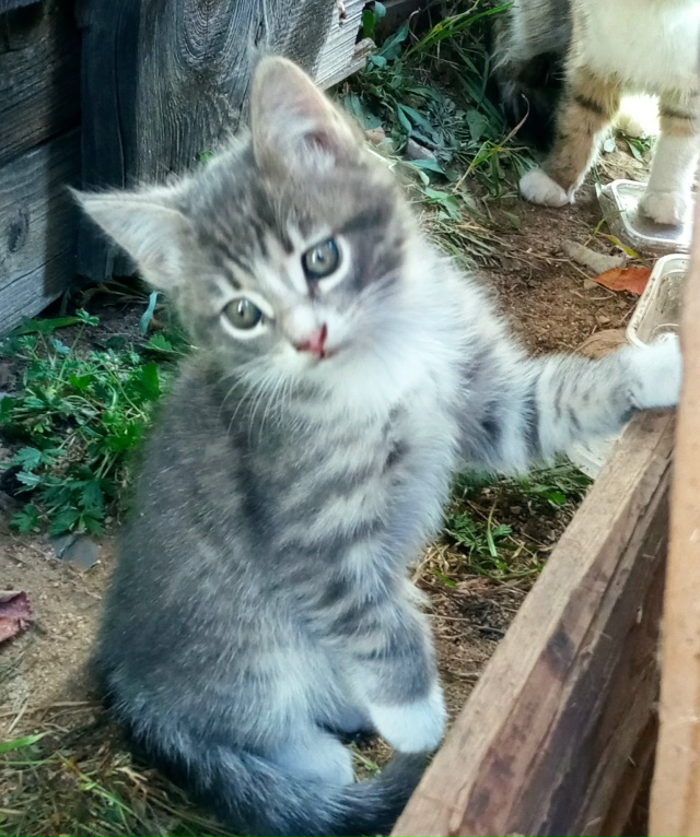 Бездомные. Котики. Пристрой. Живут у ДК в п. Борисогле...