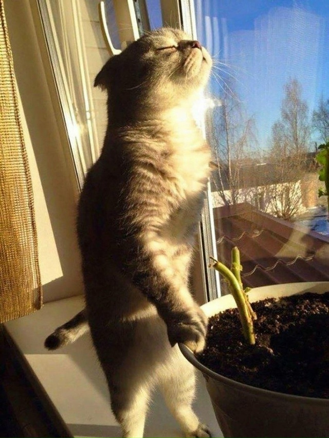 Я не доверяю людям, которые не любят животных.