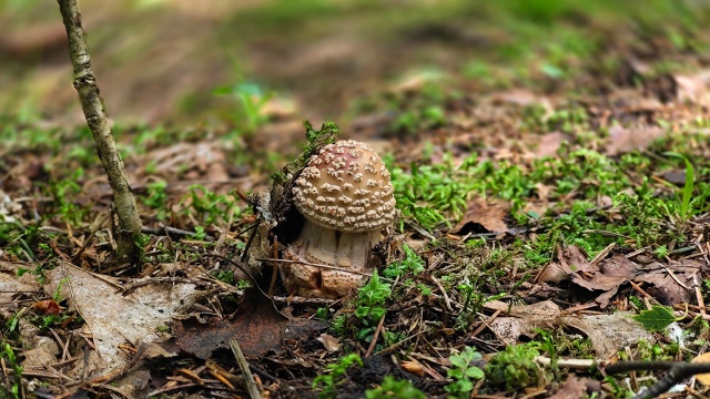 🍄‍🟫Грибная пора в Смоленском Поозерье
✍[club198339839|Не?...