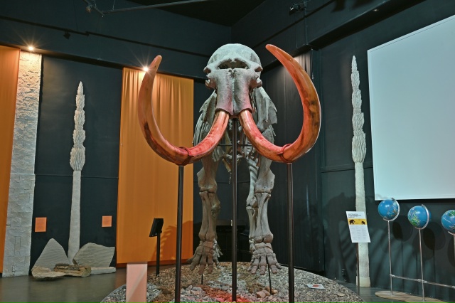 🐘 В Музее пермских древностей есть  огромный скелет ш...