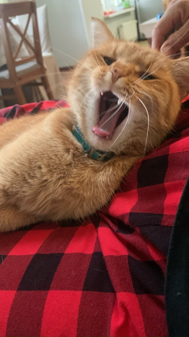 Подборка зевающих хвостиков 🥱🐈‍⬛🐈