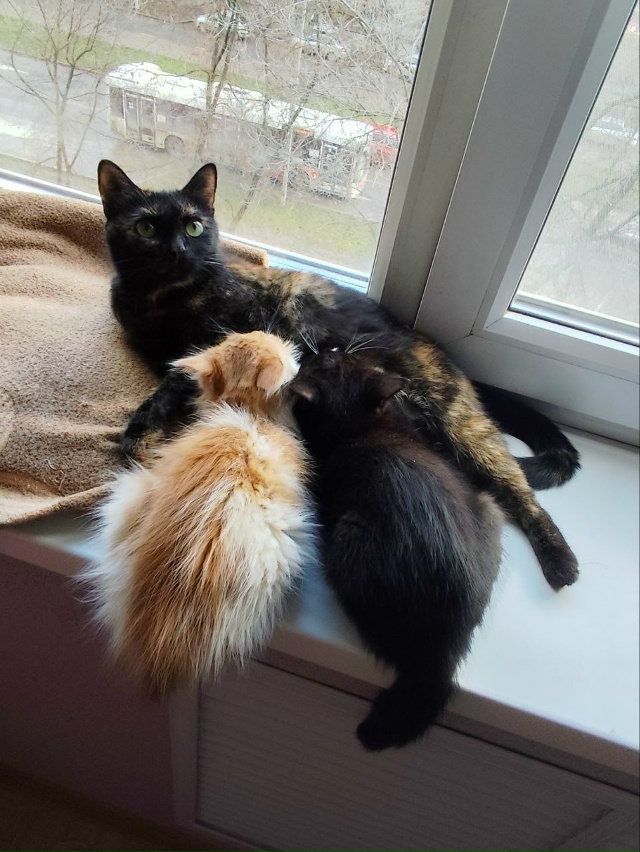 На Липатова в подвале котоловкой поймали кота, кошку и ...