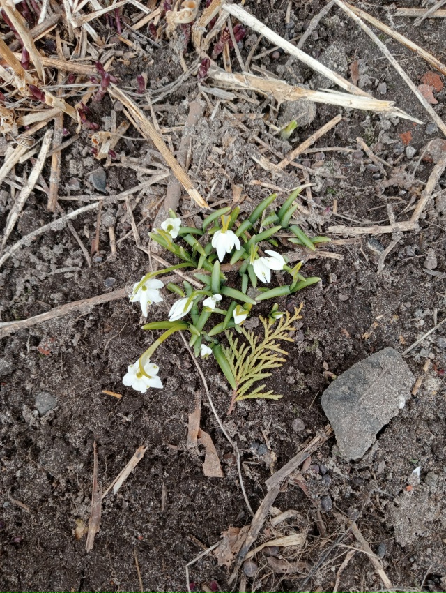 На Гайдара 1а уже весна . Первые цветочки.