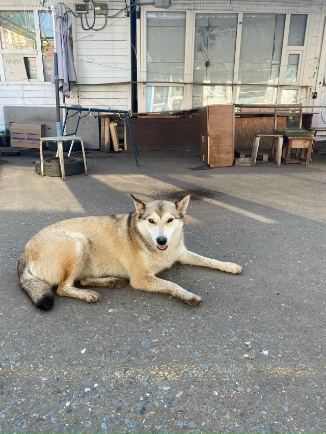 Админ,пожалуйста опубликуйте. Откликнитесь, кто видел ...