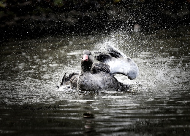 Зима на пороге, а в подмосковном Сафари‑парке — ни нам...