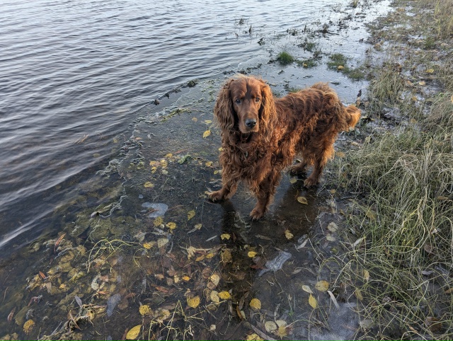 Убежала собака. Кто видел, просьба позвонить по номеру ...