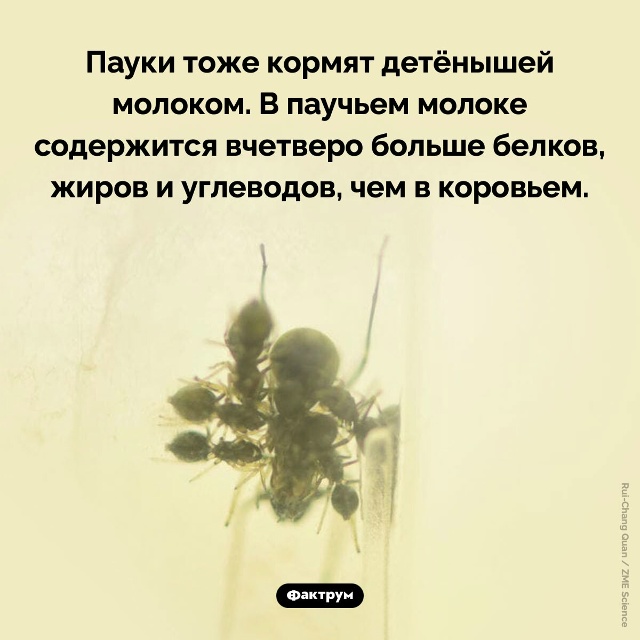Подборка интересных фактов.