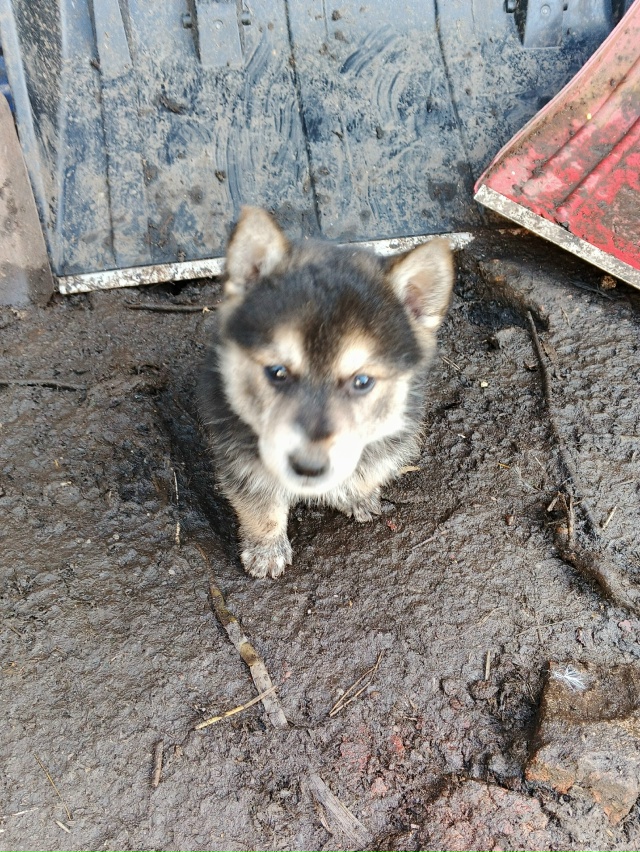 Отдам в добрые руки 3 девочки и 2 мальчика.