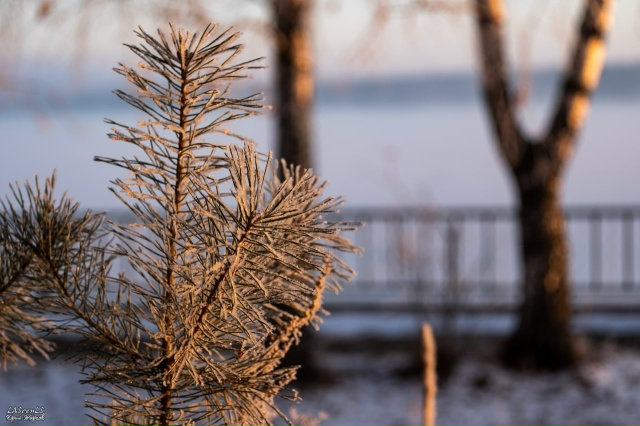 Морозное утро 15 ноября в двадцатом году!
Фото: Юрий Жар...