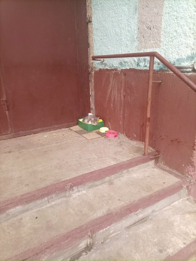 Очередной брошенный котик в брагинском районе, бабуль?...