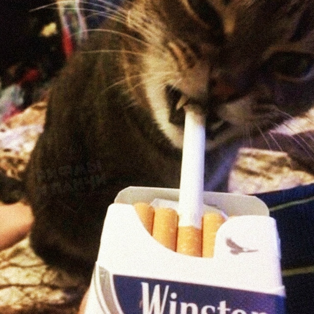 Сегодня Международный день отказа от курения — лучший...