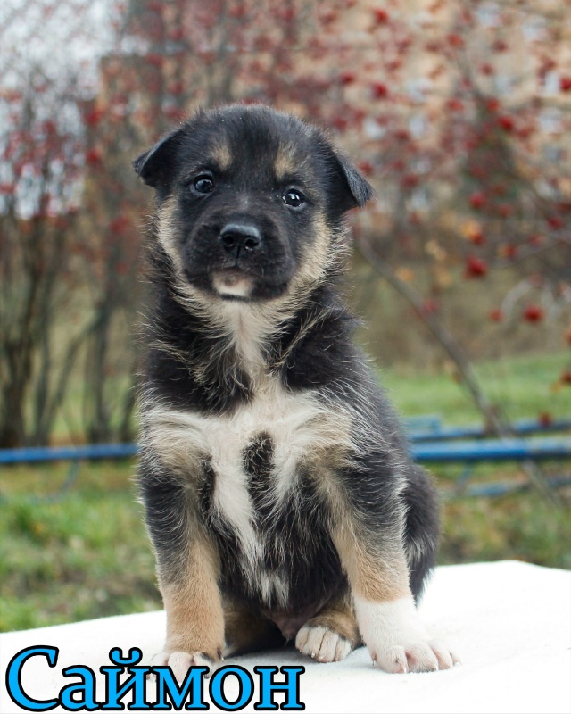 ЩЕНЯТА ИЩУТ ДОМ 🏡
✨1 девочка и 2 мальчика в возрасте 1 ?...