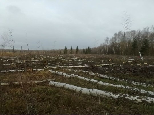 🌲 В д. Какузево Раменского округа вырубают 14 га леса —...