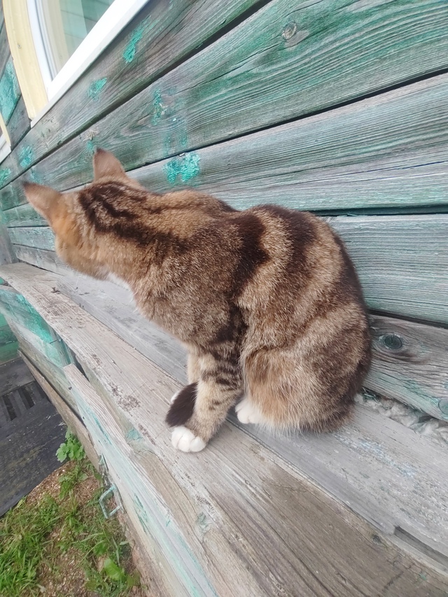 В селе Лазарцево нашлась кошечка, видно что домашняя , ?...