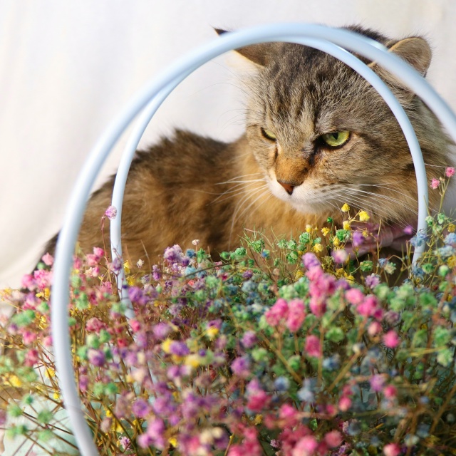 ⭐️Раф⭐️
Рафаэль - весьма харизматичный кот. Крупны?...