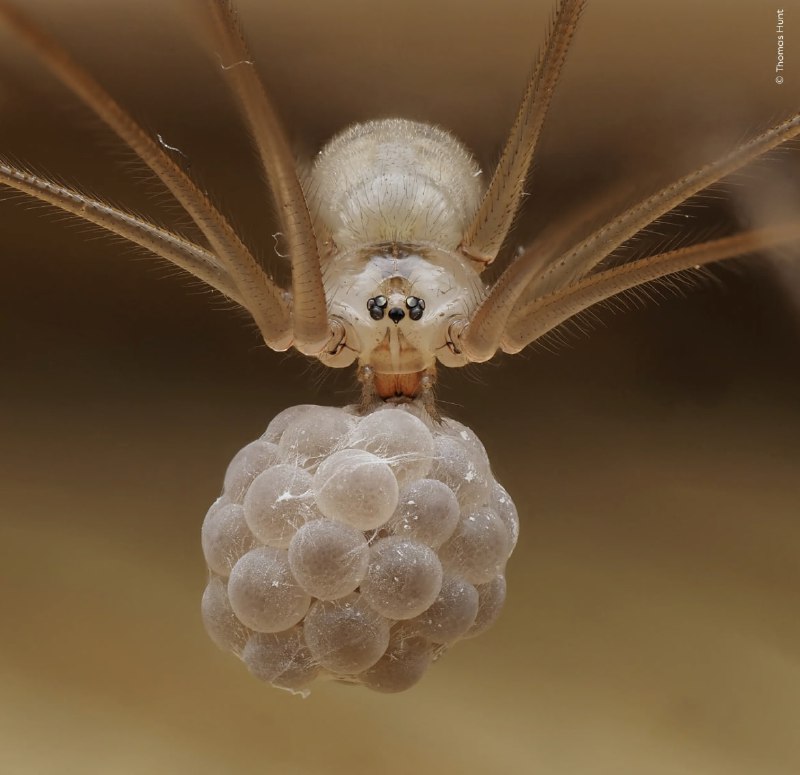 📸 Посмотрите на финалистов конкурса «Фотограф дикой природы года»
Музей естествознания Лондона объя