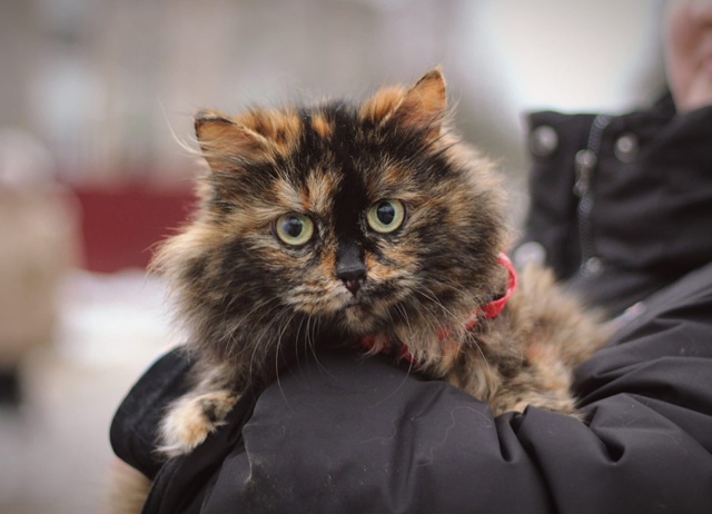 В ответственные и любящие руки?Пристраивается кошеч?...