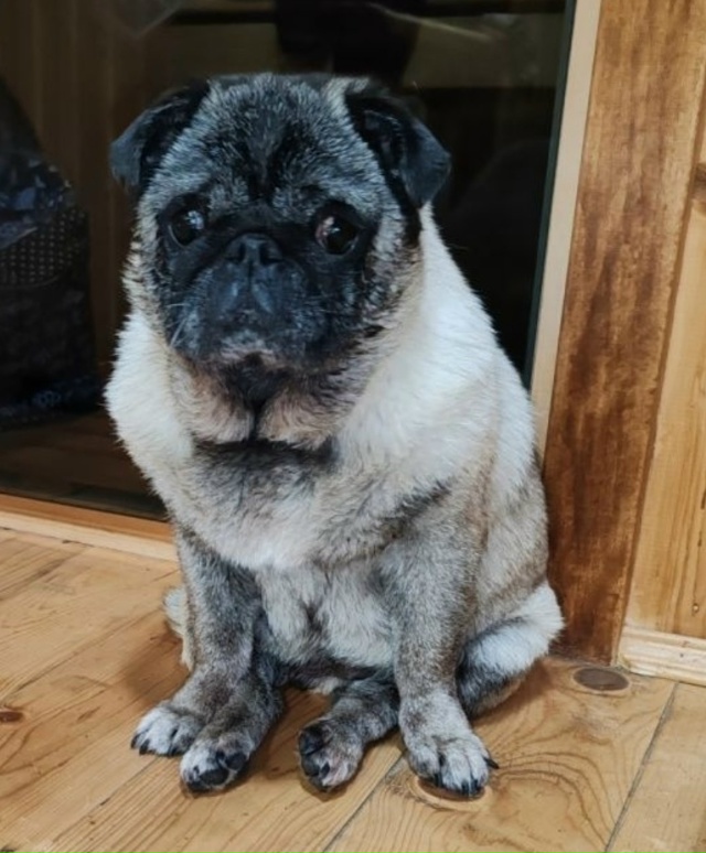 Найдена собака, сука, мопс!
СНТ Машиностроитель, Ивант?...