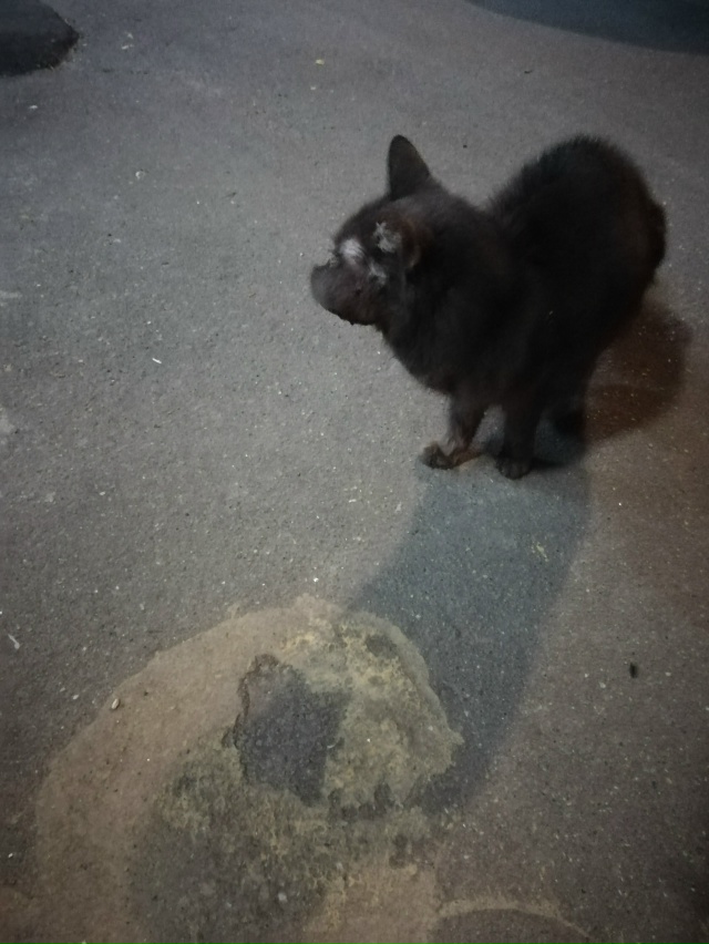 ❗SOS❗Москва❗
около дома по улице Грина(дом подскажут ?...