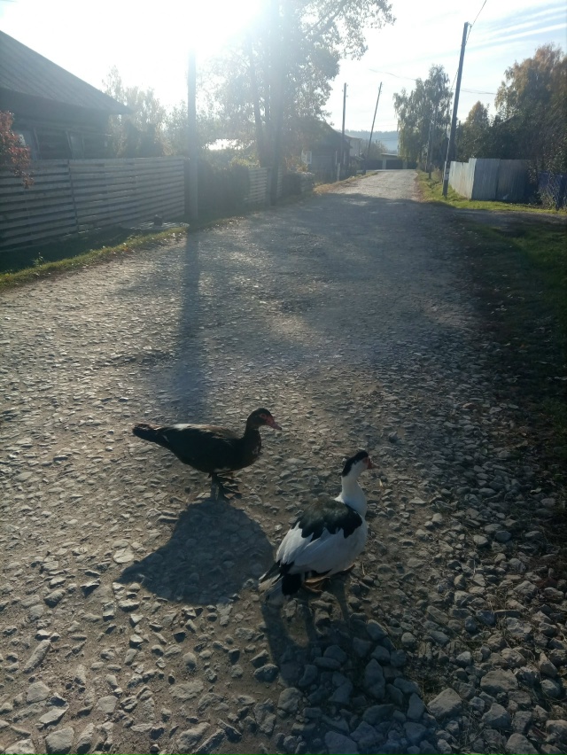 Кто потерял индоуток? Ходят в переулке Октябрьском уже...