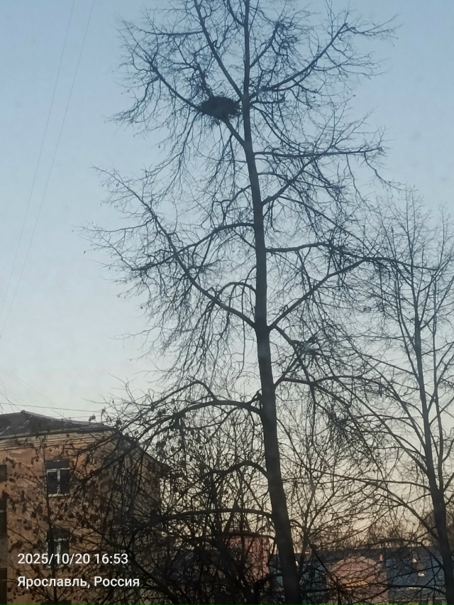 Не знала, что можно так приятно сделать и птичкам и кот?...