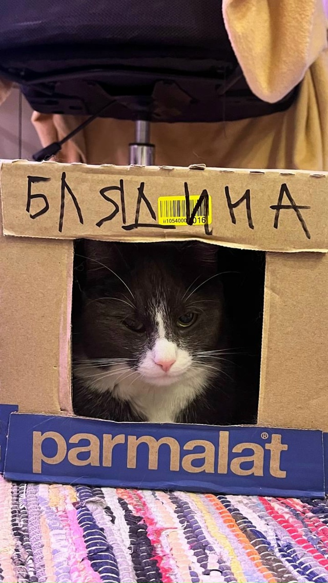 Саманта, найдена на улице, любима и сыта