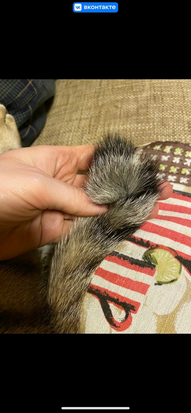 9.10 потерялась кошка СНТ Юбилейный, рядом с Новым Снопк?...