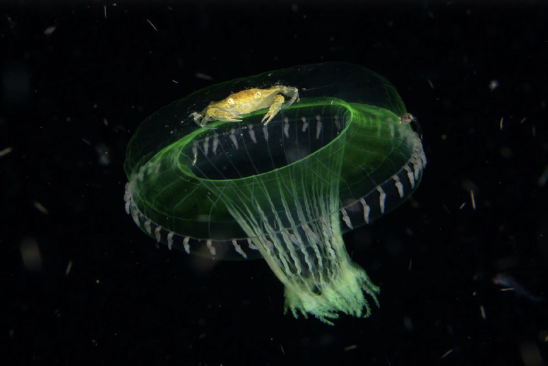 📸 Посмотрите на финалистов конкурса «Фотограф дикой природы года»
Музей естествознания Лондона объя