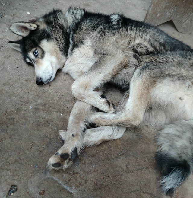 Доброе утро! Не убегал ни у кого? Сейчас находится в рай...