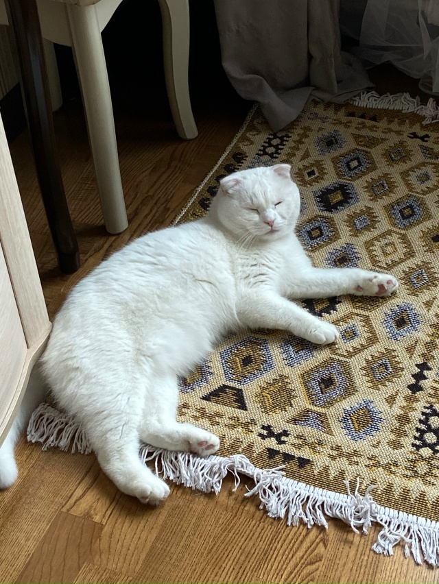 ❗️❗️❗️Пропал кот по кличке Сёма! В ночь с 10 на 11 октя...