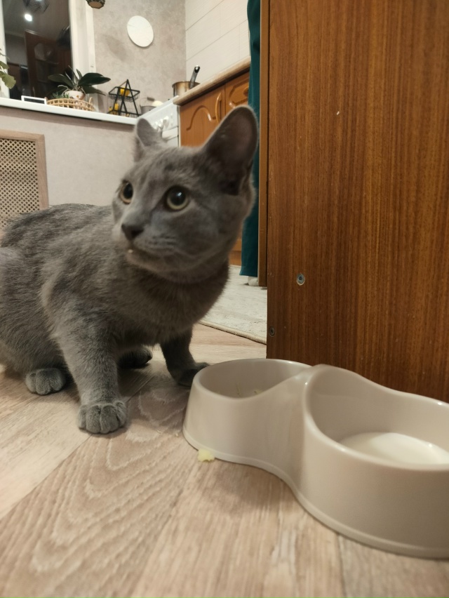 Чей кот? Пришёл и не уходит, ул. Лесная