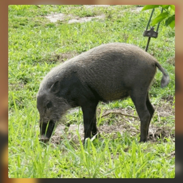 Безумные приколы
Покупка экзотического мяса «с рук» —...