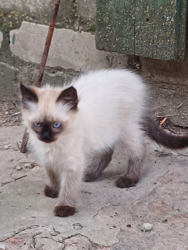 Кошечку в добрые руки.