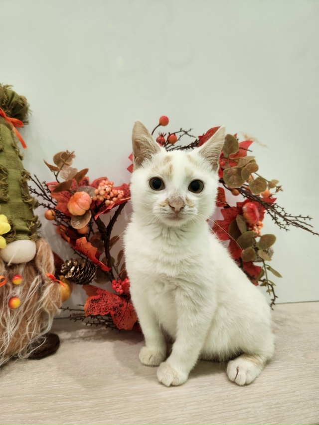 ВОЛГОРЕЧЕНСК ❗
ДВУМ БРАТИКАМ, БИБЕ И БОБЕ ОЧЕНЬ НУЖЕН...