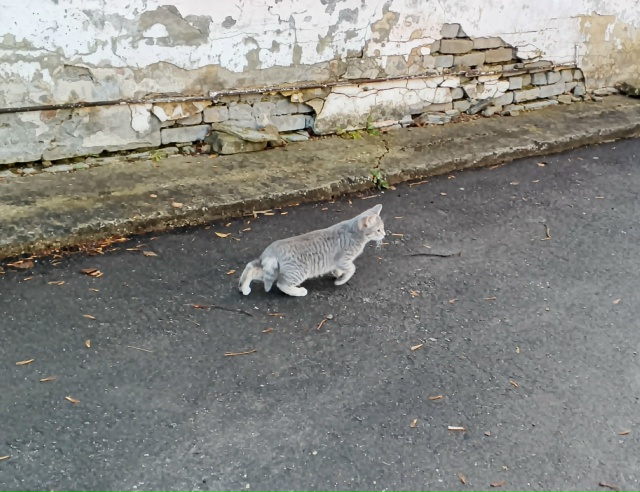 У поликлиники N1 бегает котенок, ни кто не терял? Мальчи?...