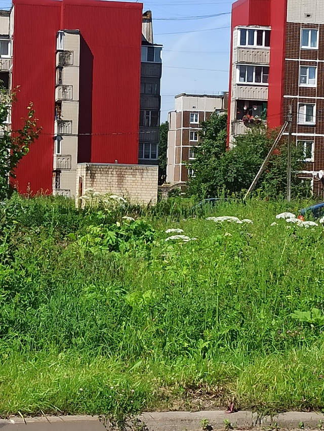 Волхов зарастает борщевиком