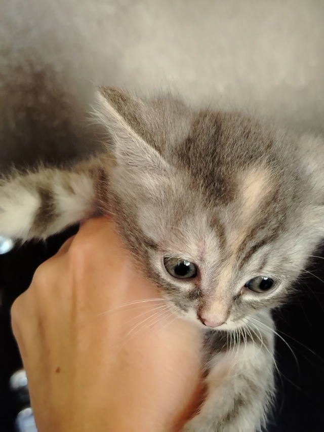 Отдам котят, кушают сами , лоток знают.