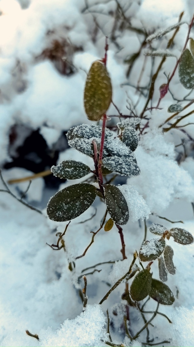 Зима пришла❄️