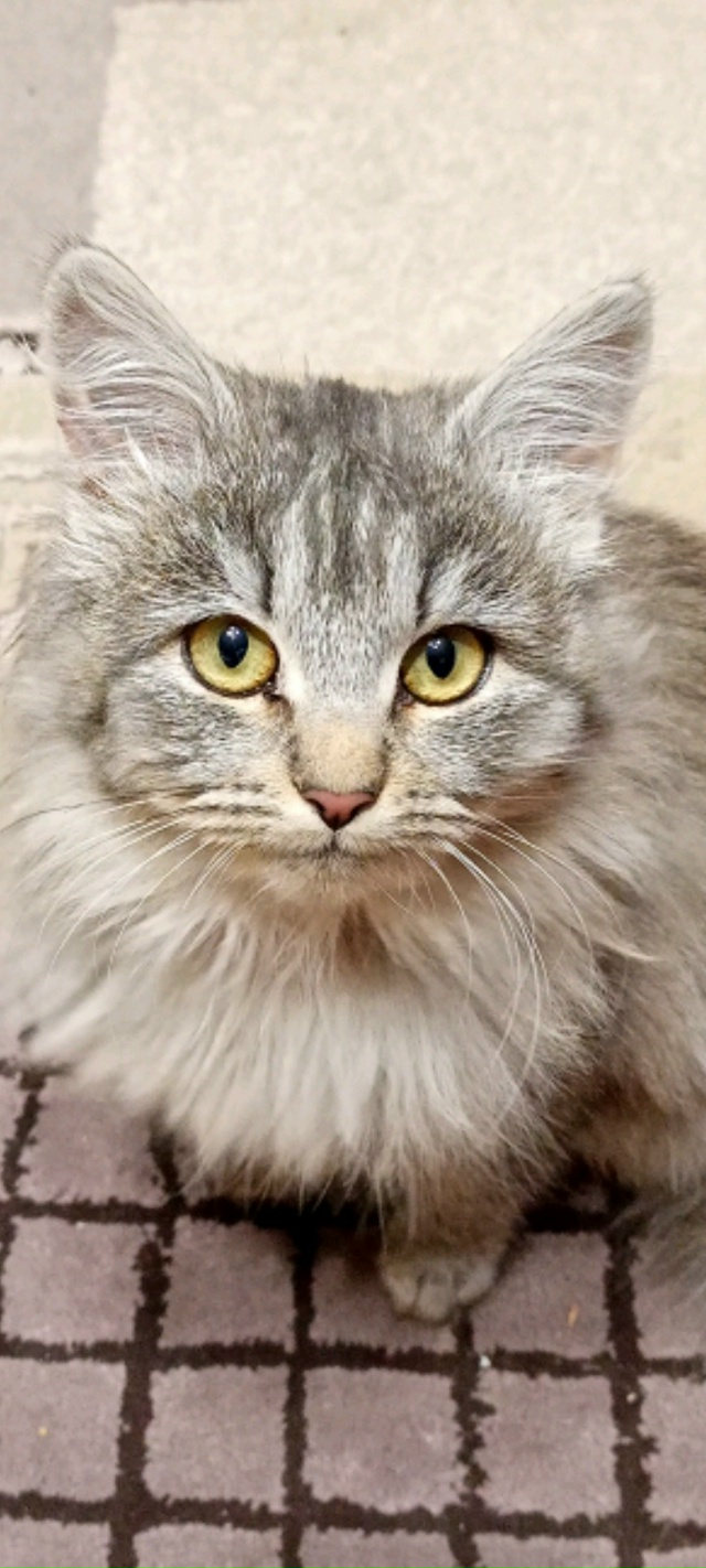 Найден серый , пушистый котёнок в районе улицы Дачная
( ...