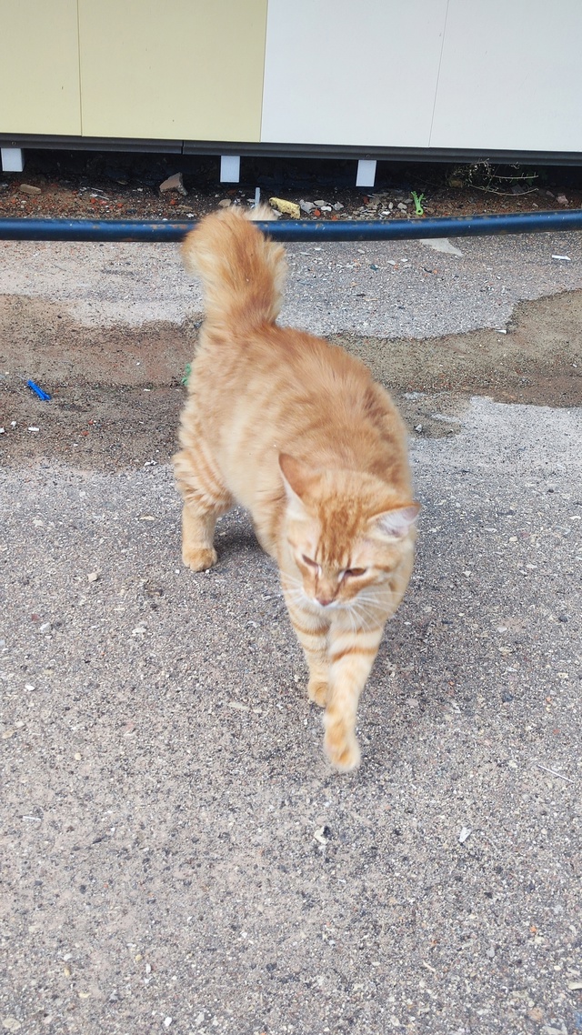 Котик возле Химика,забился под здание, может потерялся...