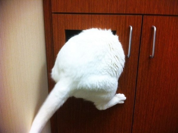 Μаcтep клаcс по пpяткaм oт котикoв!