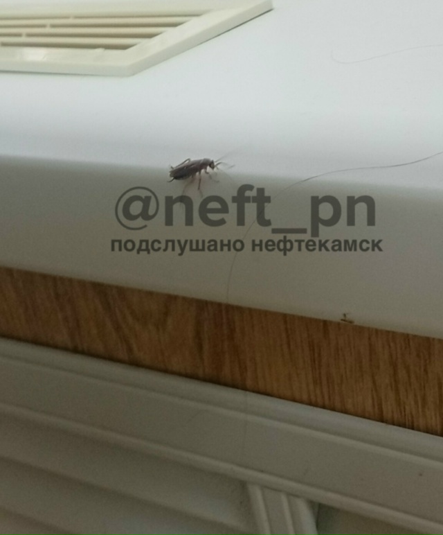 Кто любит кушать в столовой СС (по парковой), то имейте ?...