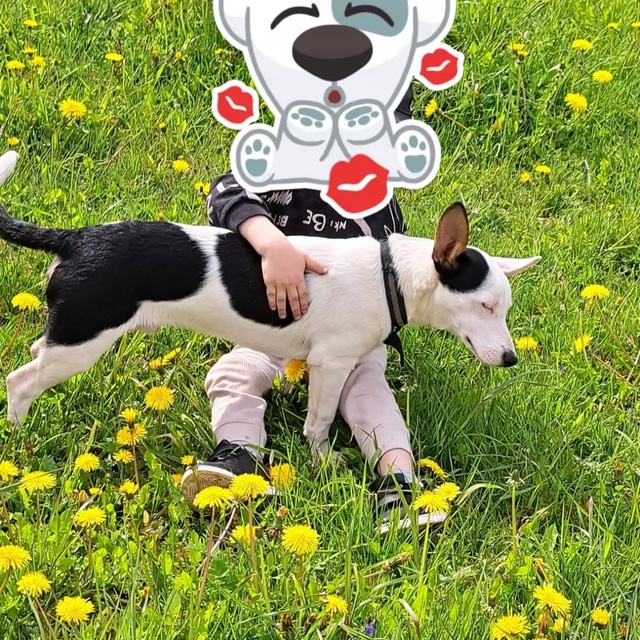 ❗🐶Потерялась собака, побежал за машиной и не вернулс?...
