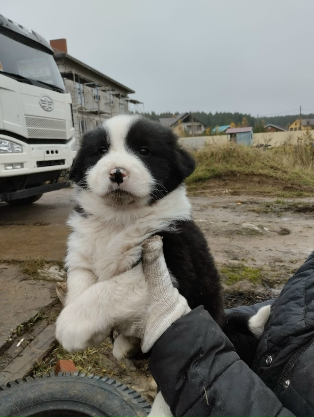 Ищем дом и добрые руки для щенков.🐕🐩🐶🐾
+7920679-34-78 Вик?...