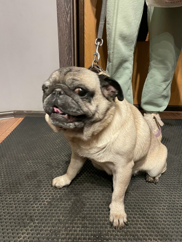 Добрый вечер, на Ньютона 36 бегает ищет хозяина