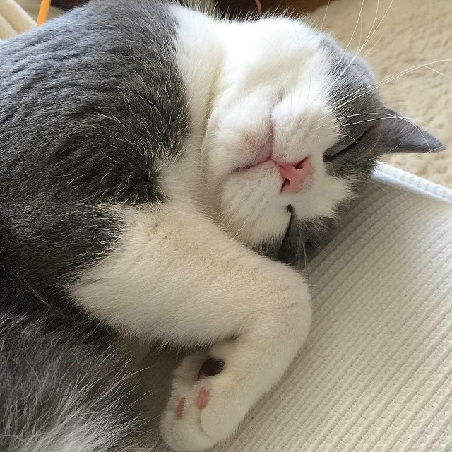 Моему коту на всё глубоко насПать!