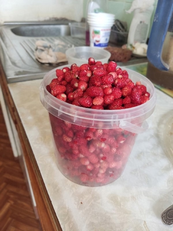 Земляничный бум в Рыбинске 😍 В рыбинских лесах – нев...