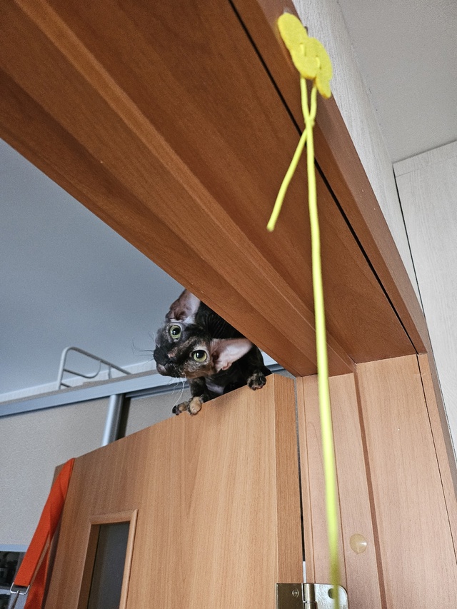 неугомонная бибизяна Никта