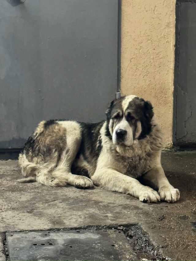 На Транспортной около подъезда появился алабай. Мальч?...